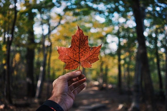 Ipinapatupad ng Hukuman sa Canada ang Paghatol sa Diborsiyo ng Tsino sa Suporta sa Asawa, ngunit Hindi sa Kustodiya/Suporta sa Bata